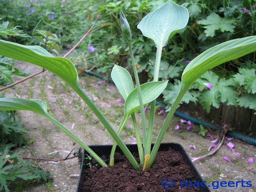 Hosta 'Helen Field Fisher'